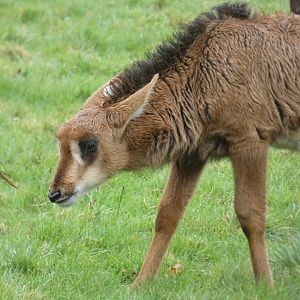 Sable Antelope Calf