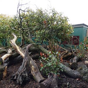 Common Cusimanse Enclosure