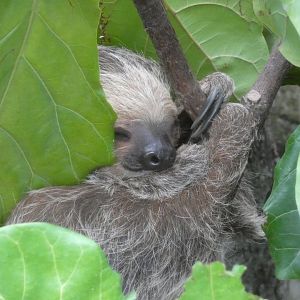 Two-toed Sloth