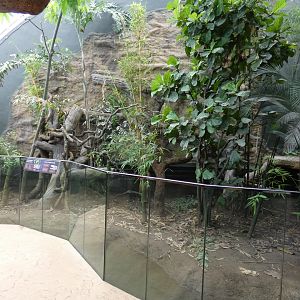 Crocodile Monitor Enclosure in New Tropical House