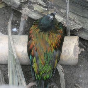 Nicobar Pigeon in new Tropical House