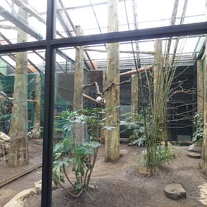 'Lemur Loop' indoor exhibit