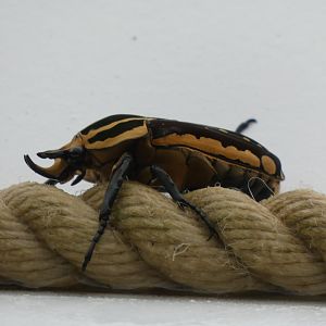 Lesser Goliath Beetle