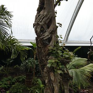 Strangler Fig in new Tropical House