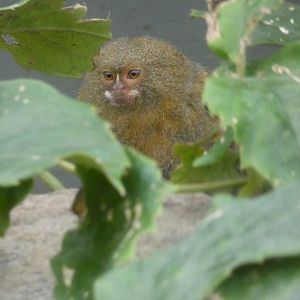 Pygmy Marmoset