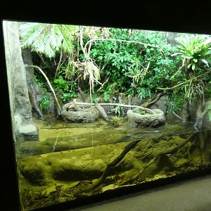 Vivarium in new Tropical House