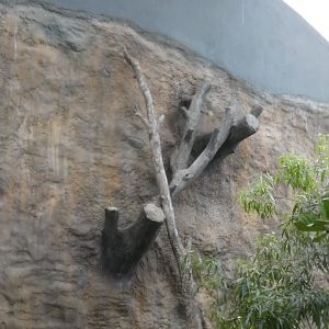 Bird nesting perches