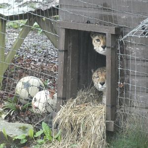 Cheetahs hiding from the rain