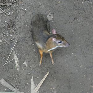Javan Mouse Deer