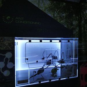 'Ant Conditioning' (Leaf-cutter Ants exhibit)