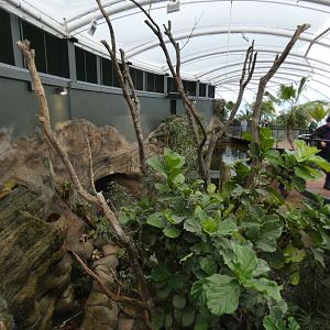 View of Sloth enclosure in new Tropical House