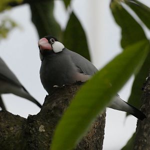Java Sparrow