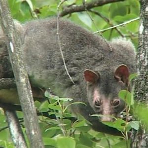 Short-eared mountain possum