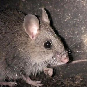 Rattus fuscipes