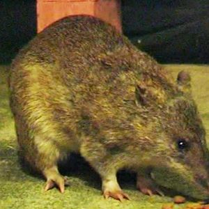 Long-nosed bandicoot female