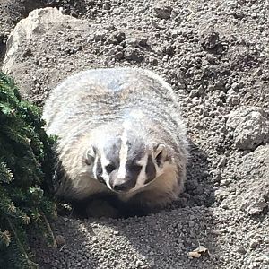American Badger (Taxidea taxus)