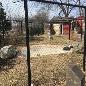 Sandhill Crane exhibit - Wisconsin Heritage - Henry Vilas Zoo