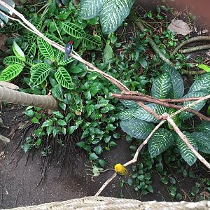 Red-Capped Cardinal (Paroaria gularis) and Saffron Finch (Sicalis flaveola)