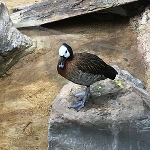 White-Faced Whistling Duck (Dendrocygna viduata)