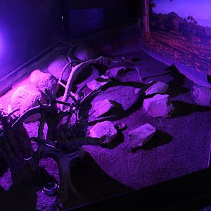 Greater Bilby enclosure