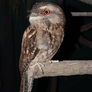 Signed as: Marbled Frogmouth (Podargus ocellatus)