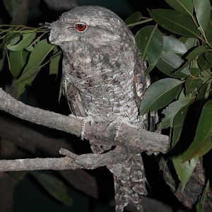 Papuan Frogmouth (Podargus papuensis)