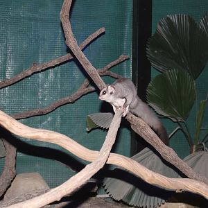 Mahogany Glider (Petaurus gracilis)