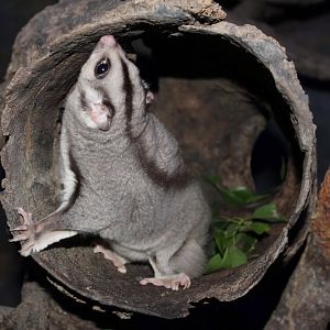 Mahogany Glider (Petaurus gracilis)
