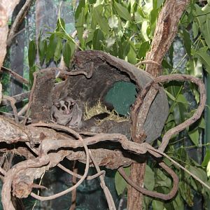 Mahogany Glider (Petaurus gracilis)