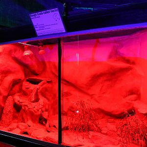 Rough Knob-tailed Gecko enclosure