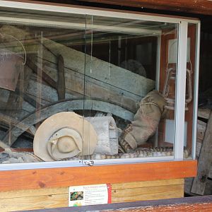 Black-headed Python exhibit