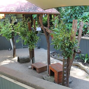 Koala & Long-nosed Potoroo enclosure