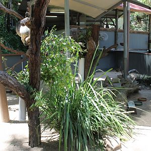 Koala & Quokka enclosure