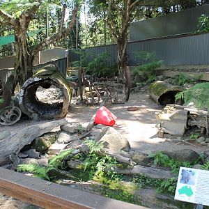 Common Wombat enclosure