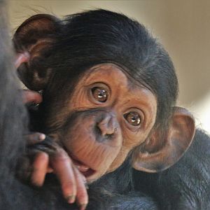 Cebeli.  Female Chimp