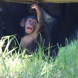 Cebeli New female chimp