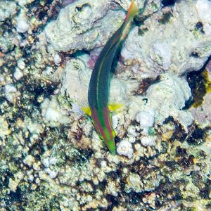 A snorkelers eye view