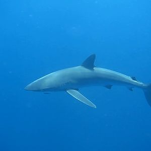 Silky Shark
