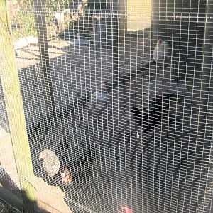 Dyreparken NBV - Chicken/owl aviary