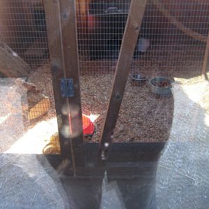 Dyreparken NV - Meerkat exhibit (indoors)