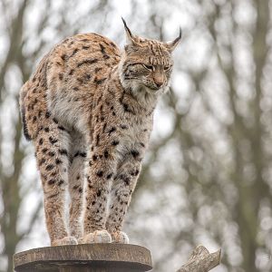 Northern lynx : Whipsnade : 10 Mar 2018