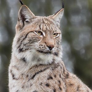 Northern lynx : Whipsnade : 10 Mar 2018