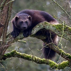 Wolverine : Whipsnade : 10 Mar 2018