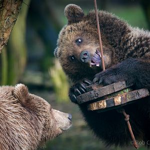 Brown bear : Whipsnade : 10 Mar 2018