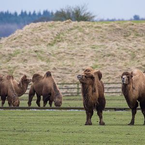 Bactrian camel : Whipsnade : 10 Mar 2018