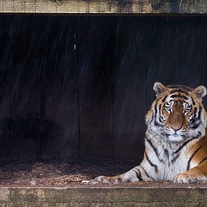 Amur tigers : Whipsnade : 30 Mar 2018