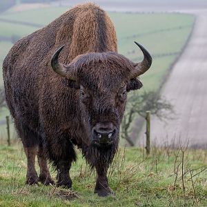 American bison : Whipsnade : 30 Mar 2018