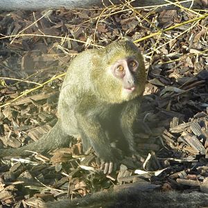 Young owl faced monkey