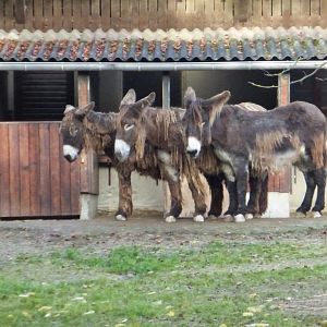 Poitou donkeys