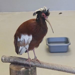 Madagascar crested ibis
